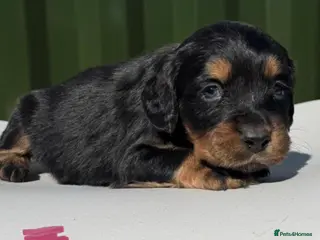 Cockapoo dogs 6 stunning cockapoos for sale! - Advert 15