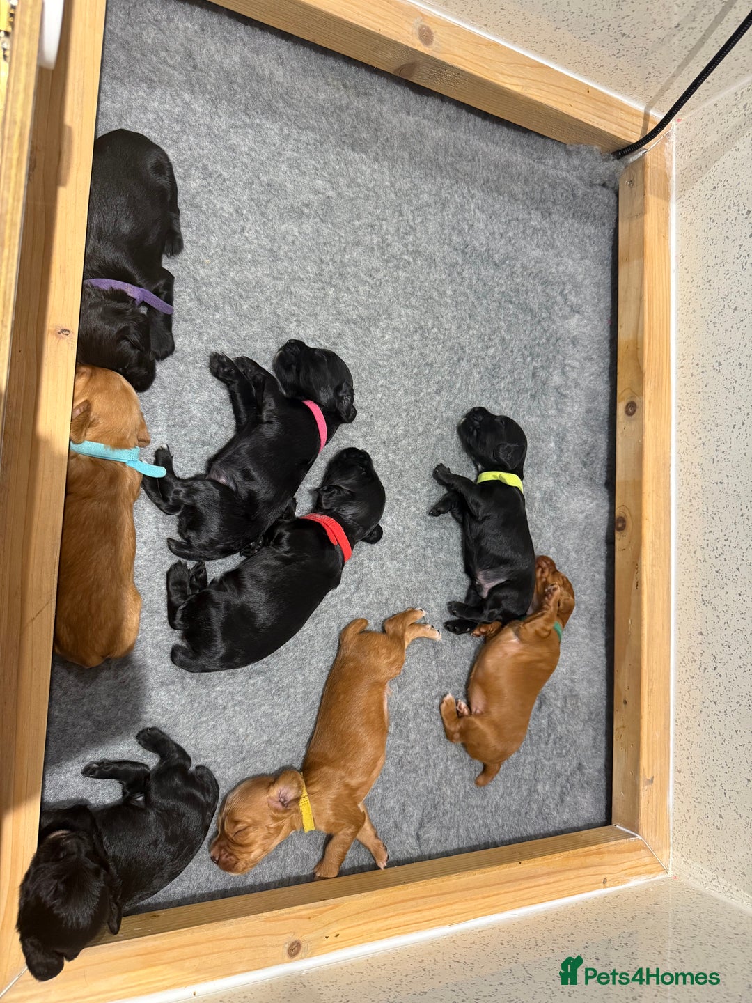 Cocker Spaniel dogs for sale: Gorgeous kc working cocker spaniel puppy - Advert 10