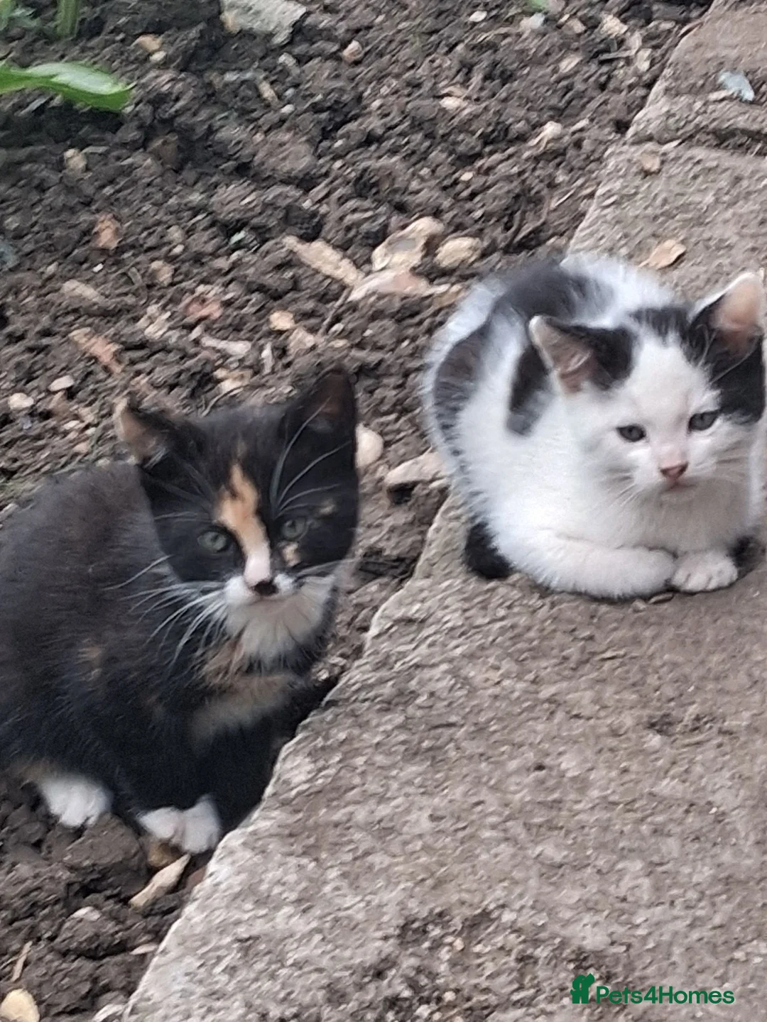 Mixed Breed cats for sale: £100 each in East Molesey - Advert 1