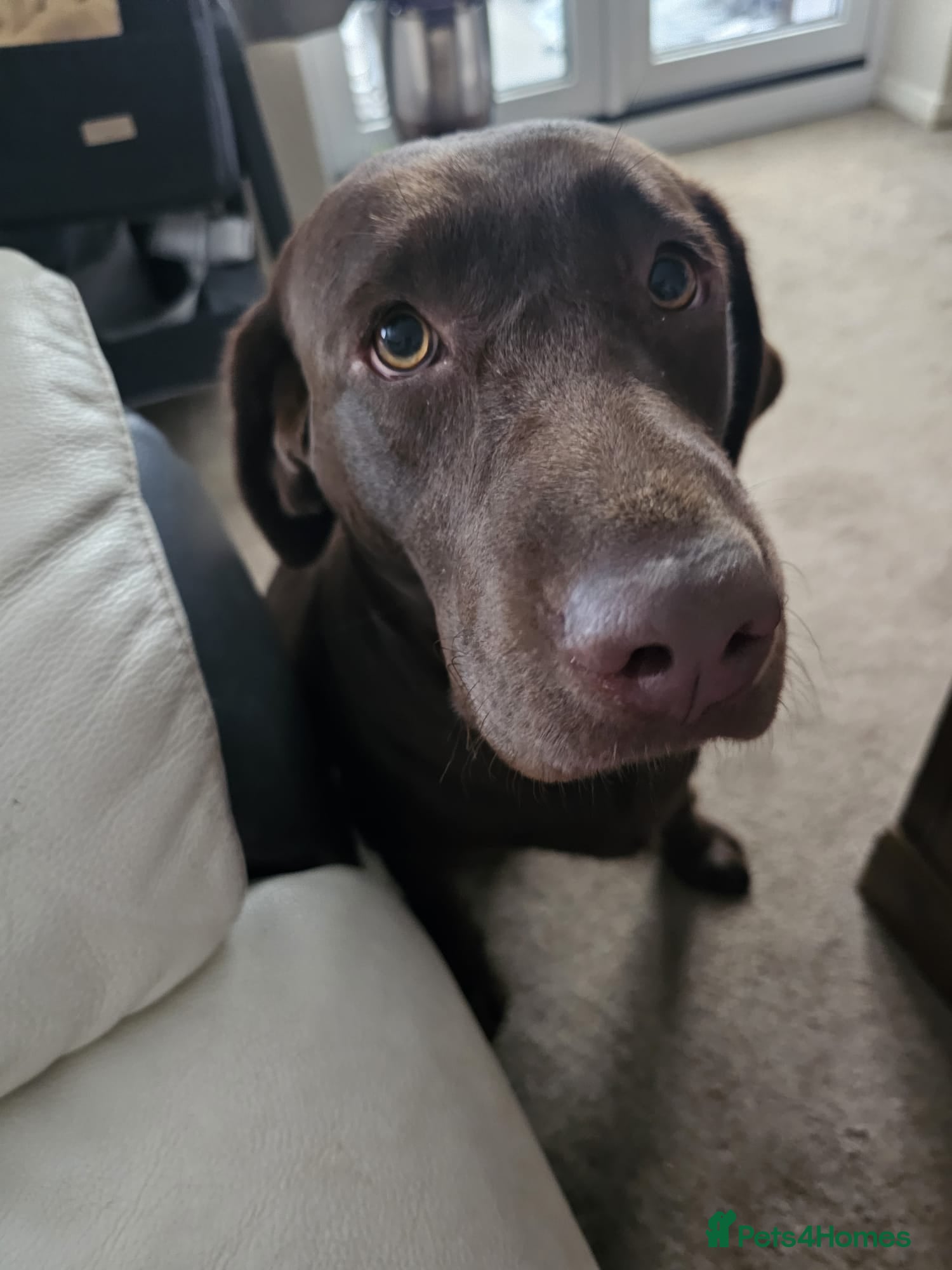 Labrador Retriever dogs Chocolate labrador retriever  - Advert 6