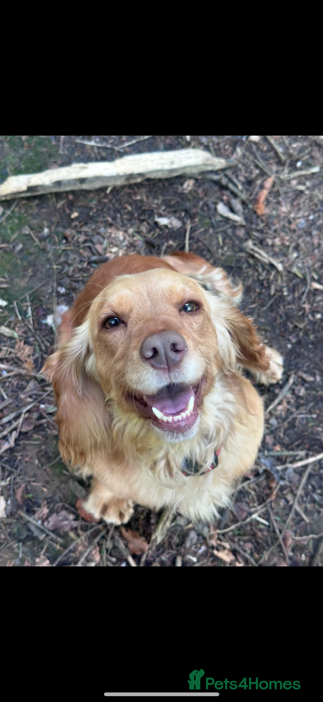 Cocker Spaniel dogs for sale: Cocker Spaniel Puppies - Image 16
