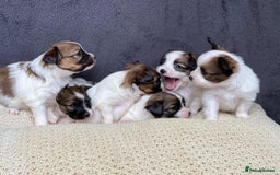Papillon dogs for stud: KC registered shows quality stud. in Huddersfield - Image 8