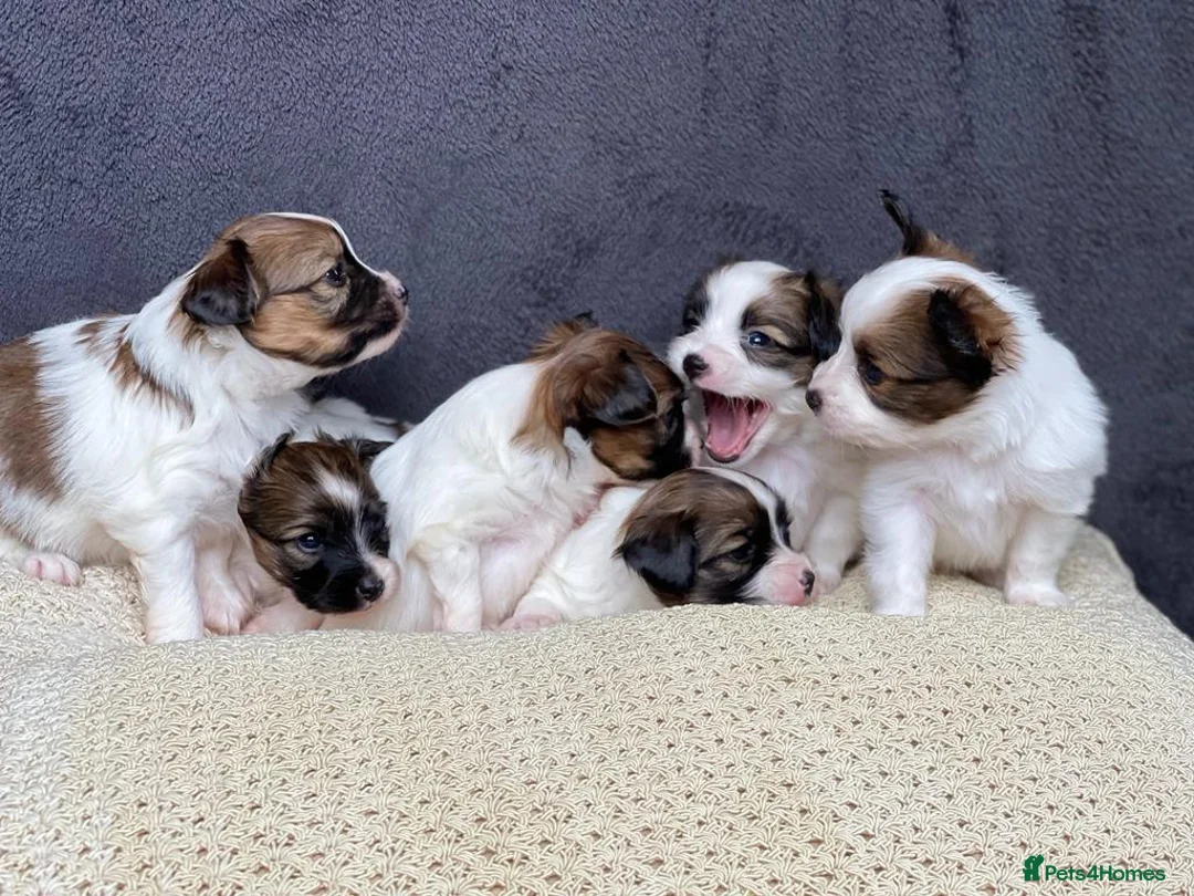 Papillon dogs for stud: KC registered shows quality stud. in Huddersfield - Advert 8