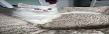 Persian 5