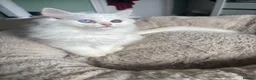 Persian cats for sale: 5 adorable Persian kittens for sale in Birmingham - Advert 5