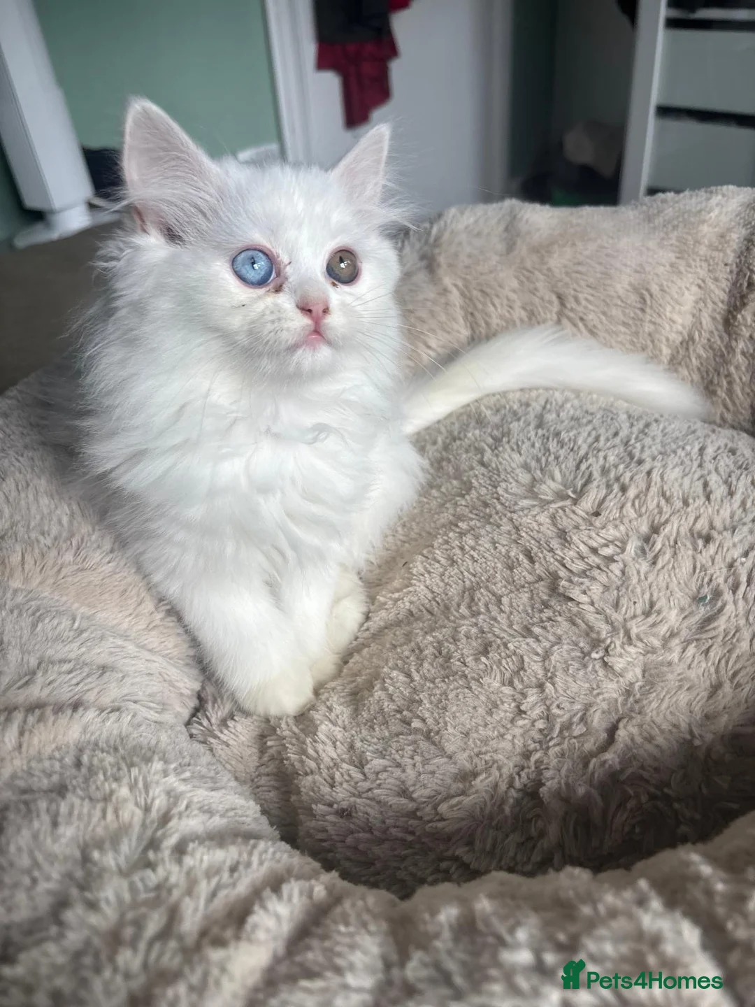 Persian cats for sale: ONLY 3/5 PERSIANS LEFT - Advert 16