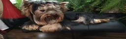 Yorkshire Terrier dogs for stud: Outstanding Yorkshire terrier for STUD only in Hull - Advert 8