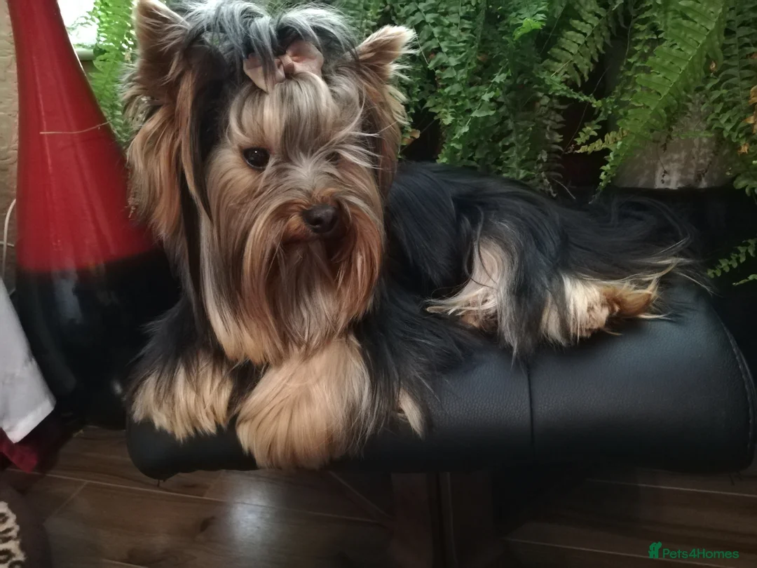 Yorkshire Terrier dogs for stud: Outstanding Yorkshire terrier for STUD only in Hull - Advert 8