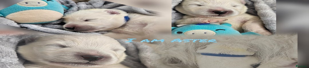 Samoyed Puppy 3
