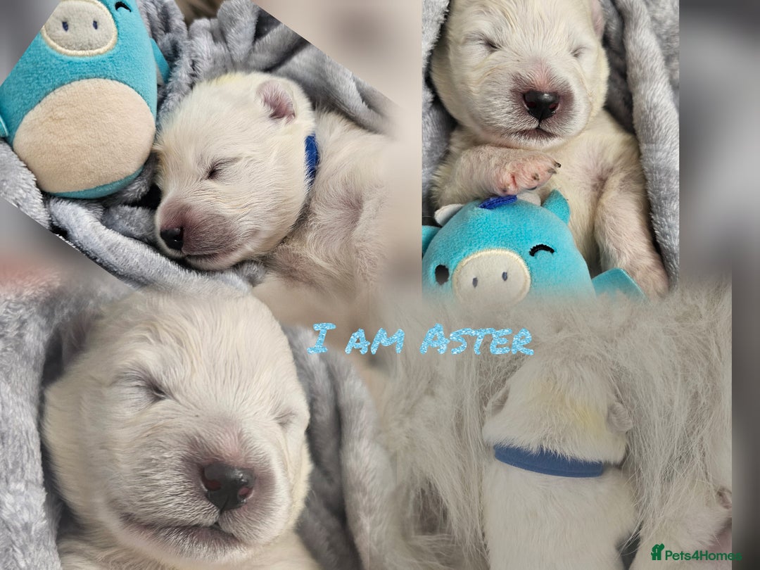 Samoyed dogs for sale: 2wonderful, purebred boys. (For therapy dogs) - Image 19