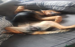 Rottweiler dogs for sale: Stunning rottweiler puppies  - Image 22