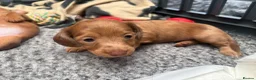 Miniature Dachshund dogs for sale: Long haired miniature dachshunds  in Liverpool - Advert 34
