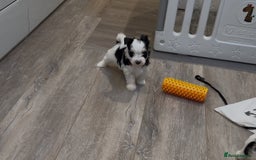 Biewer Terrier dogs for sale: Yorkshire terrier  - Advert 17