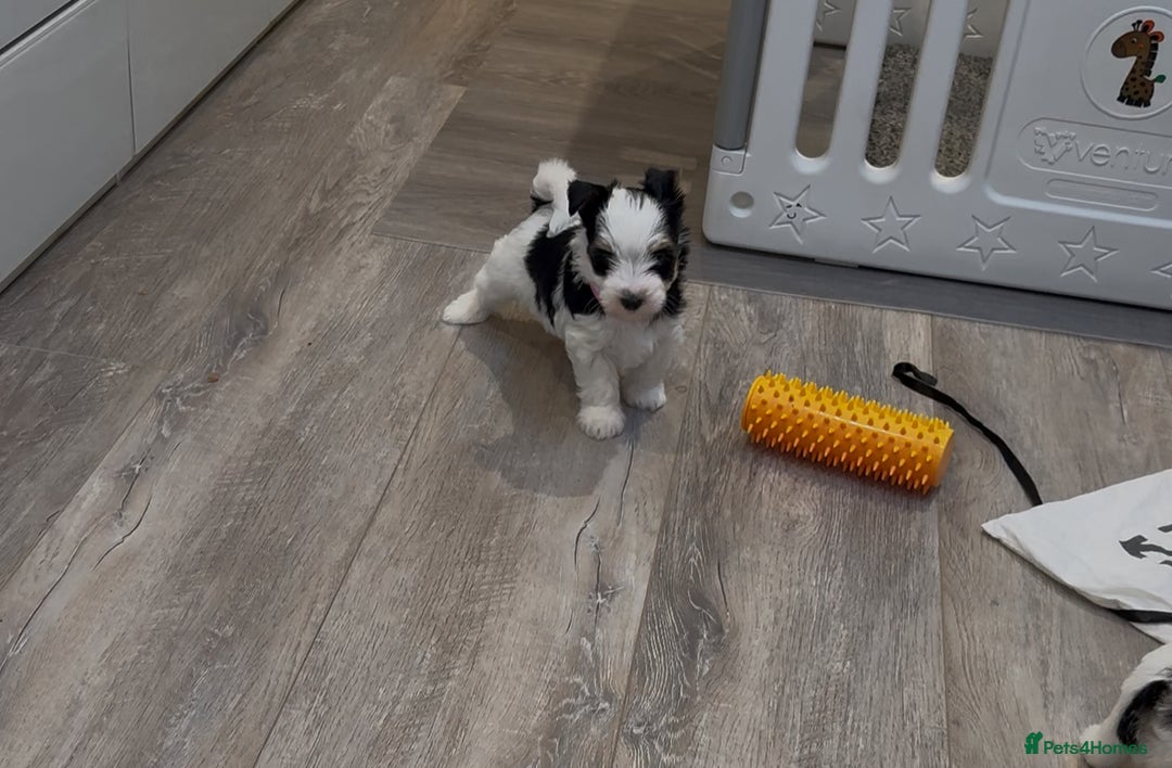 Biewer Terrier dogs for sale: Yorkshire terrier  - Advert 17