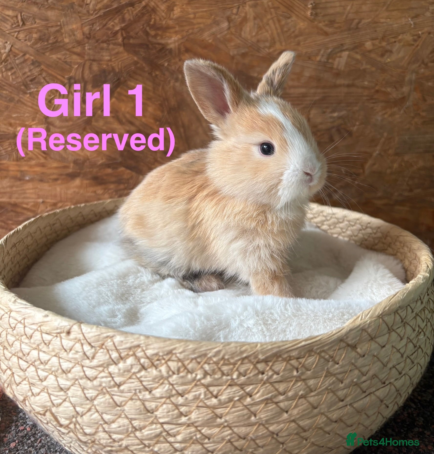 Mini Lop rabbits Mini lops available to reserve - Advert 4
