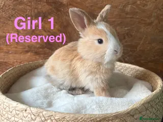 Mini Lop rabbits Mini lops available to reserve - Advert 4