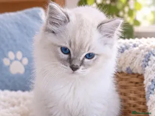 Ragdoll cats Gorgeous GCCF reg ragdoll babies. - Advert 2