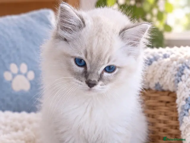 Ragdoll cats Gorgeous GCCF reg ragdoll babies. - Advert 22