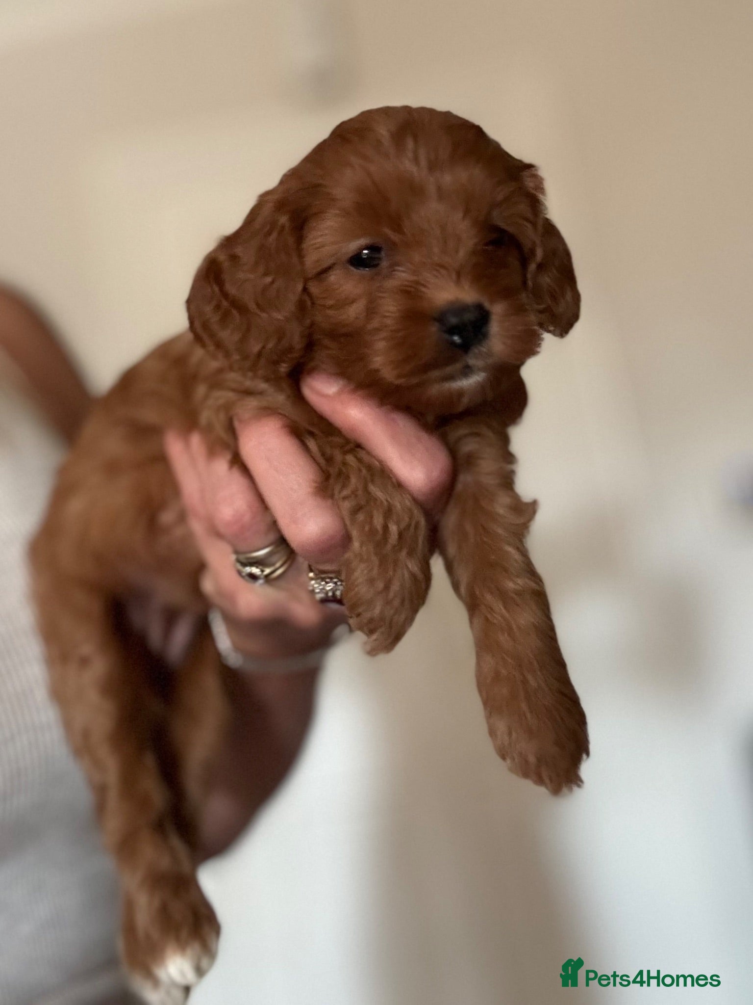 Cavapoo dogs Cavapoo Pups  - Advert 2