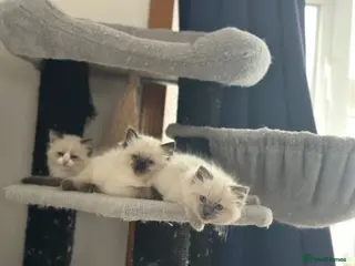 Ragdoll cats Gorgeous ragdoll girls! - Advert 2