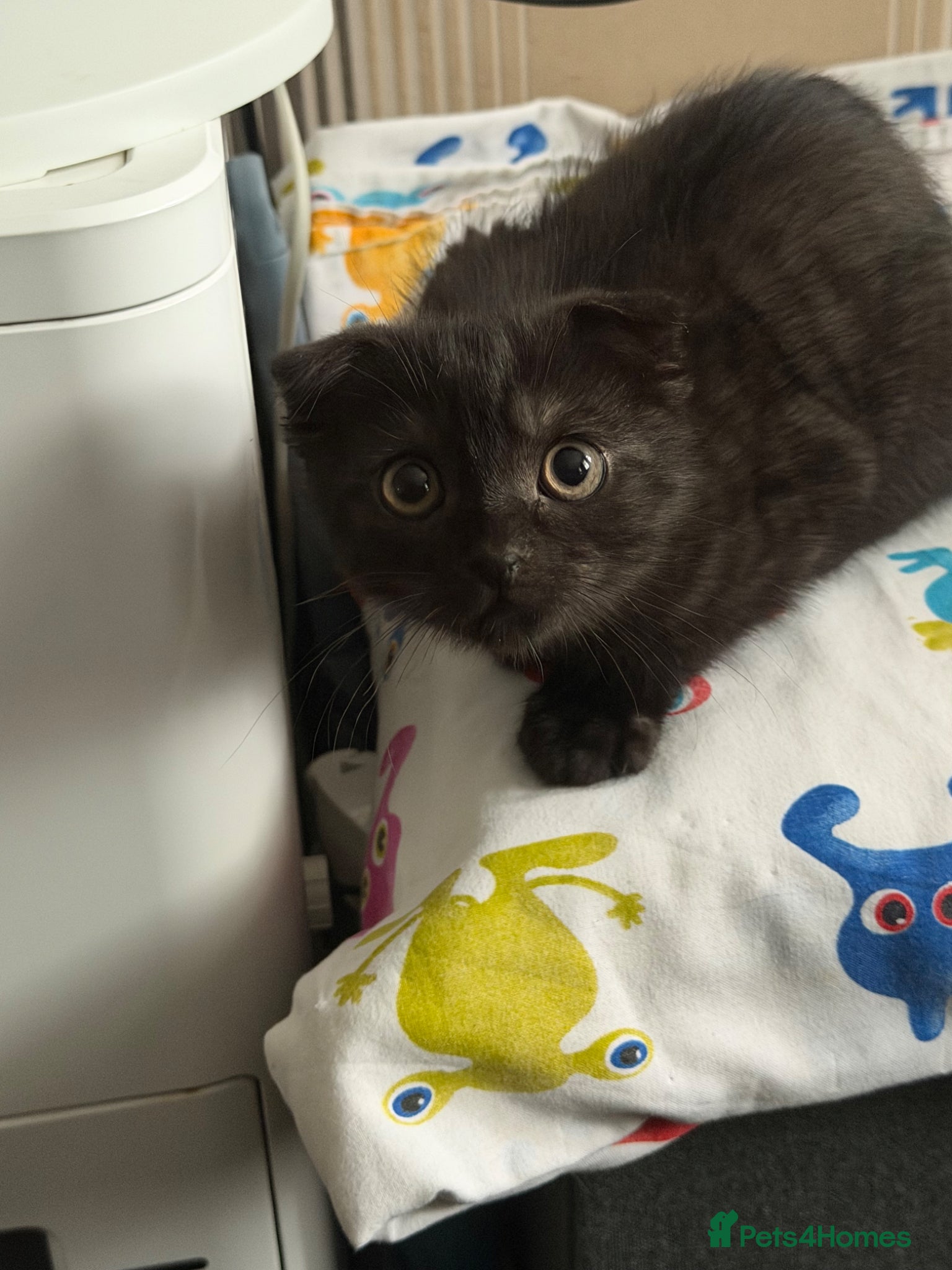 Mixed Breed cats LAST British ShotHair&ScottishFold Male Kitten - Advert 7