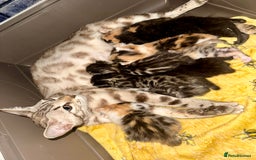 Bengal cats for sale: 4 pure bangal and 5 bengal x kittens - Image 29