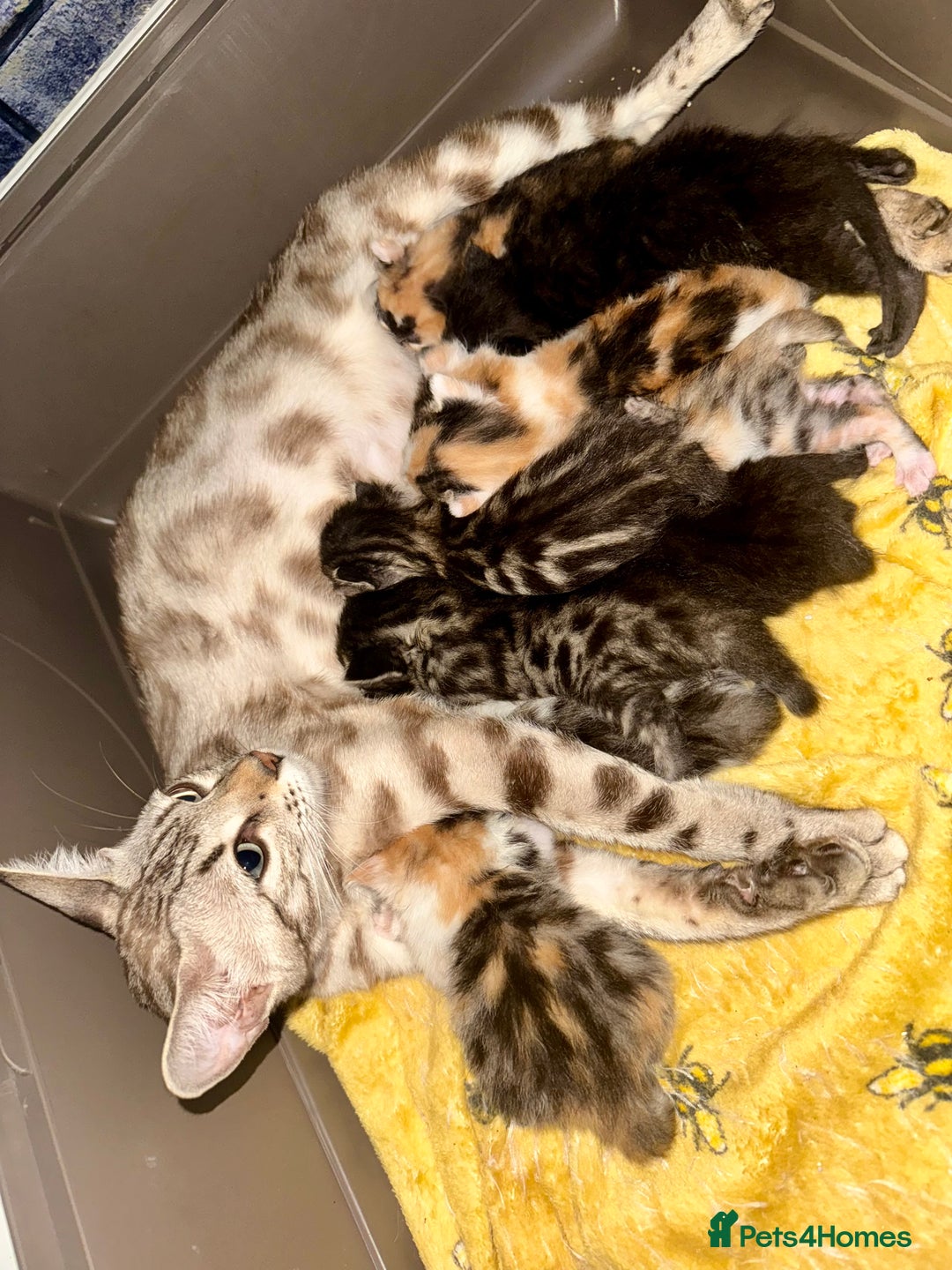 Bengal cats for sale: 4 pure bangal and 5 bengal x kittens - Image 29