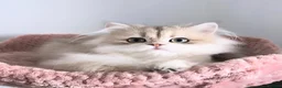 British Longhair cats for sale: Gorgeous Blue Golden British Shorthair  in Worksop - Advert 5