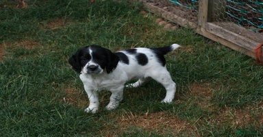 English Springer Spaniel dogs - Advert 3