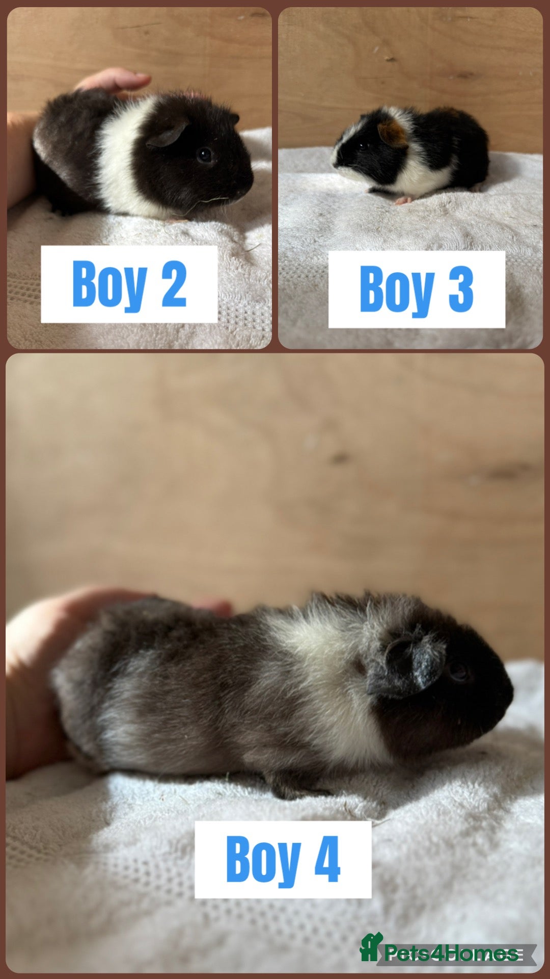 Guinea Pig rodents 3 male baby teddy guineapigs AVAILABLE  - Advert 1