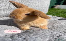 Mini Lop rabbits for sale: Gorgeous mini lops looking for forever homes  - Image 1