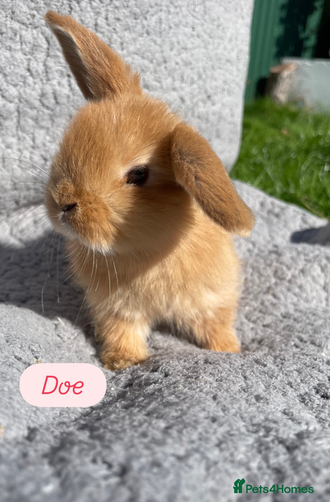 Mini Lop rabbits for sale: Gorgeous mini lops looking for forever homes  - Image 1