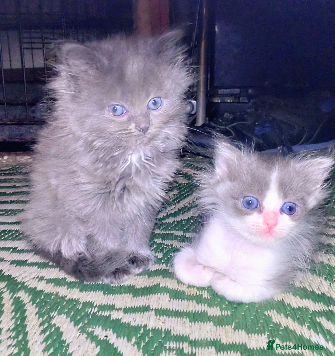 Mixed Breed cats for sale: Cross ragdoll Persian kittens  - Advert 5