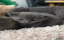 Mixed Breed cats for sale: Half mine coon half British  - Image 14