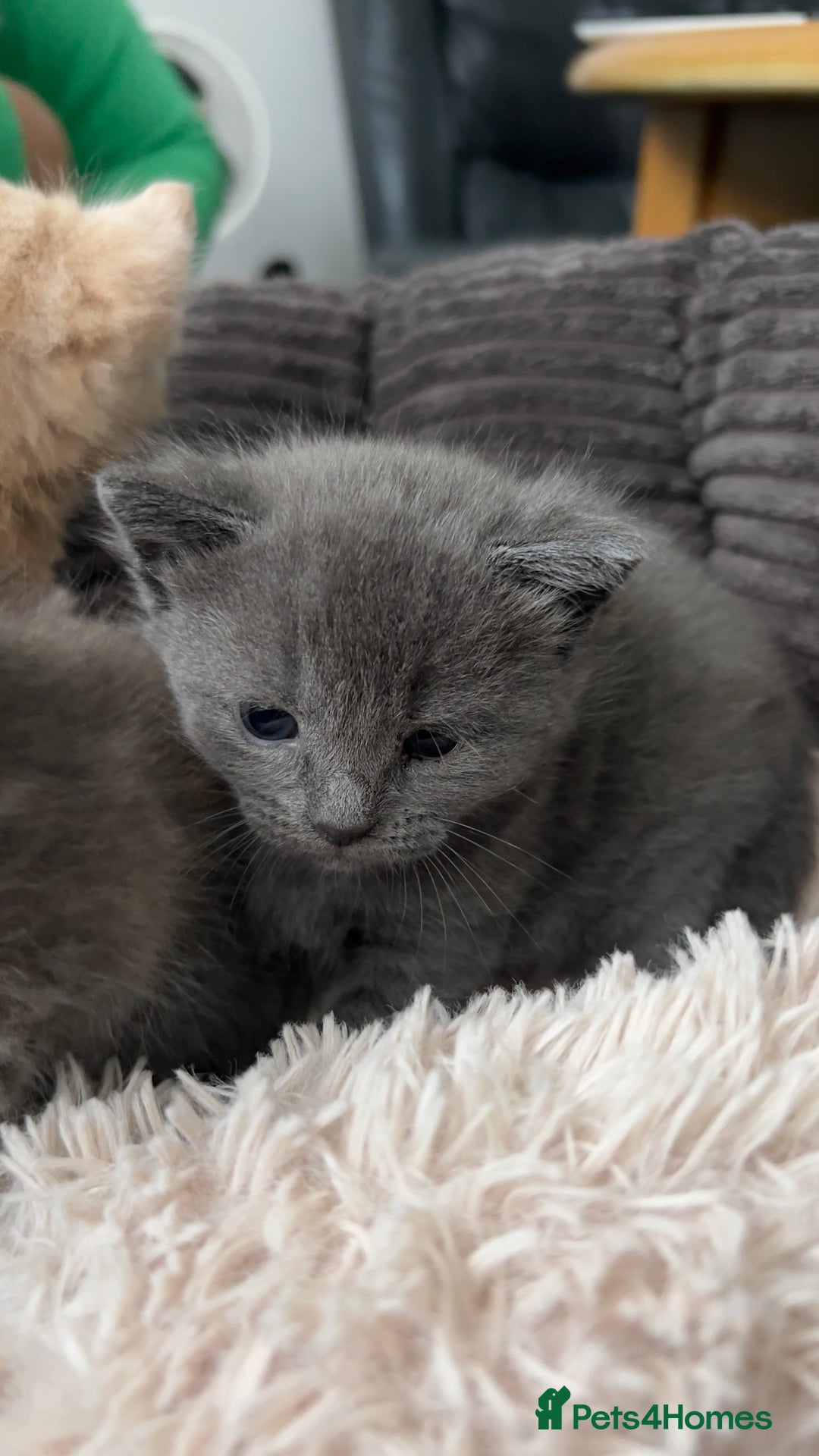 Mixed Breed cats for sale: Half mine coon half British  - Image 14