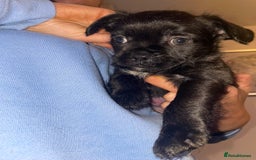 Mixed Breed dogs for sale: Adorable Puppies Looking for Their Forever Homes - Image 7