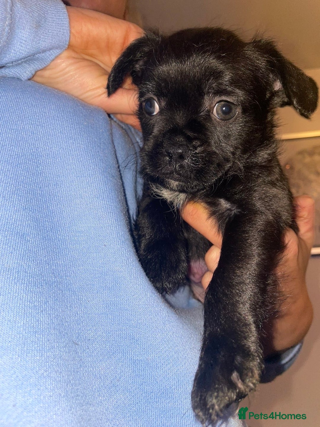 Mixed Breed dogs for sale: Adorable Puppies Looking for Their Forever Homes - Image 7