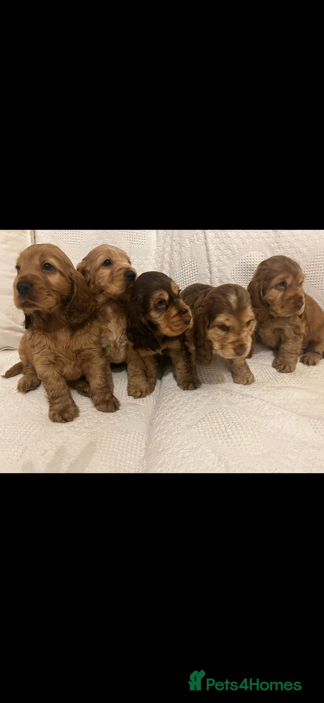Cocker Spaniel dogs for stud: Show cocker health tested stud CHOCOLATE SABLE in Brentwood - Advert 23