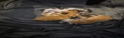 Mixed Breed cats for sale: Kittens 😸 - Advert 4