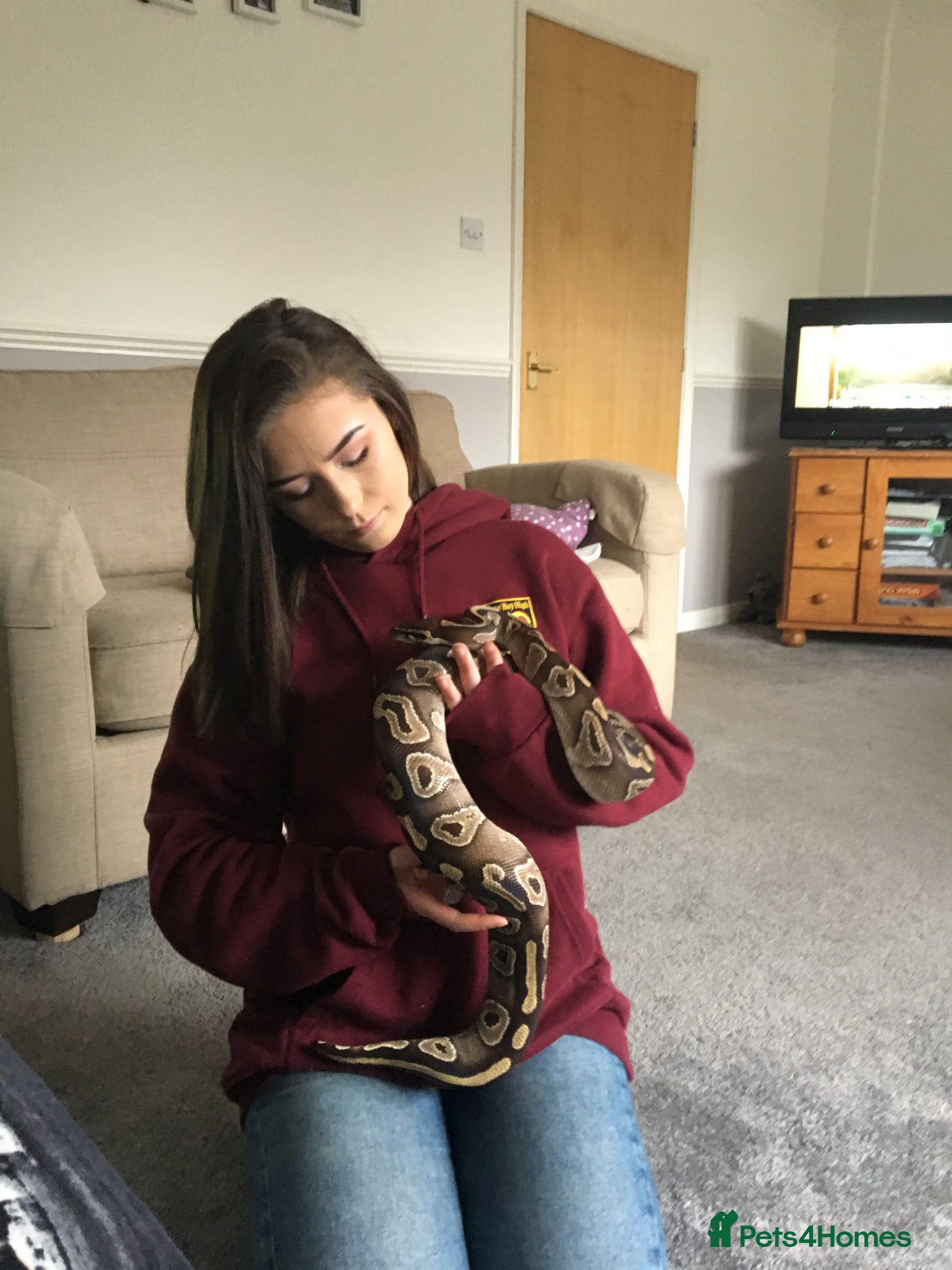 Python Snake reptiles Female Mojave Royal Python - Advert 1