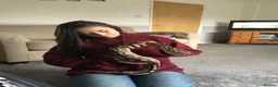 Python Snake reptiles for sale: Female Mojave Royal Python in Sittingbourne - Advert 1