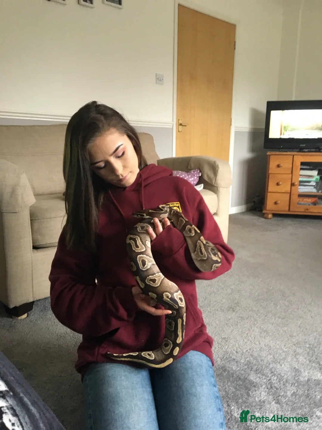 Python Snake reptiles for sale: Female Mojave Royal Python in Sittingbourne - Advert 1