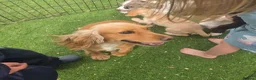 Cocker Spaniel dogs for sale: Working type Cocker spaniels- ready to leave now! - Advert 7