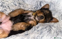 Yorkshire Terrier dogs for sale: 💕🐾Adorable PEDIGREE YORKSHIRE TERRIER Pups🐾💕  - Image 27