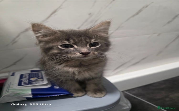 Mixed Breed cats - Advert 5