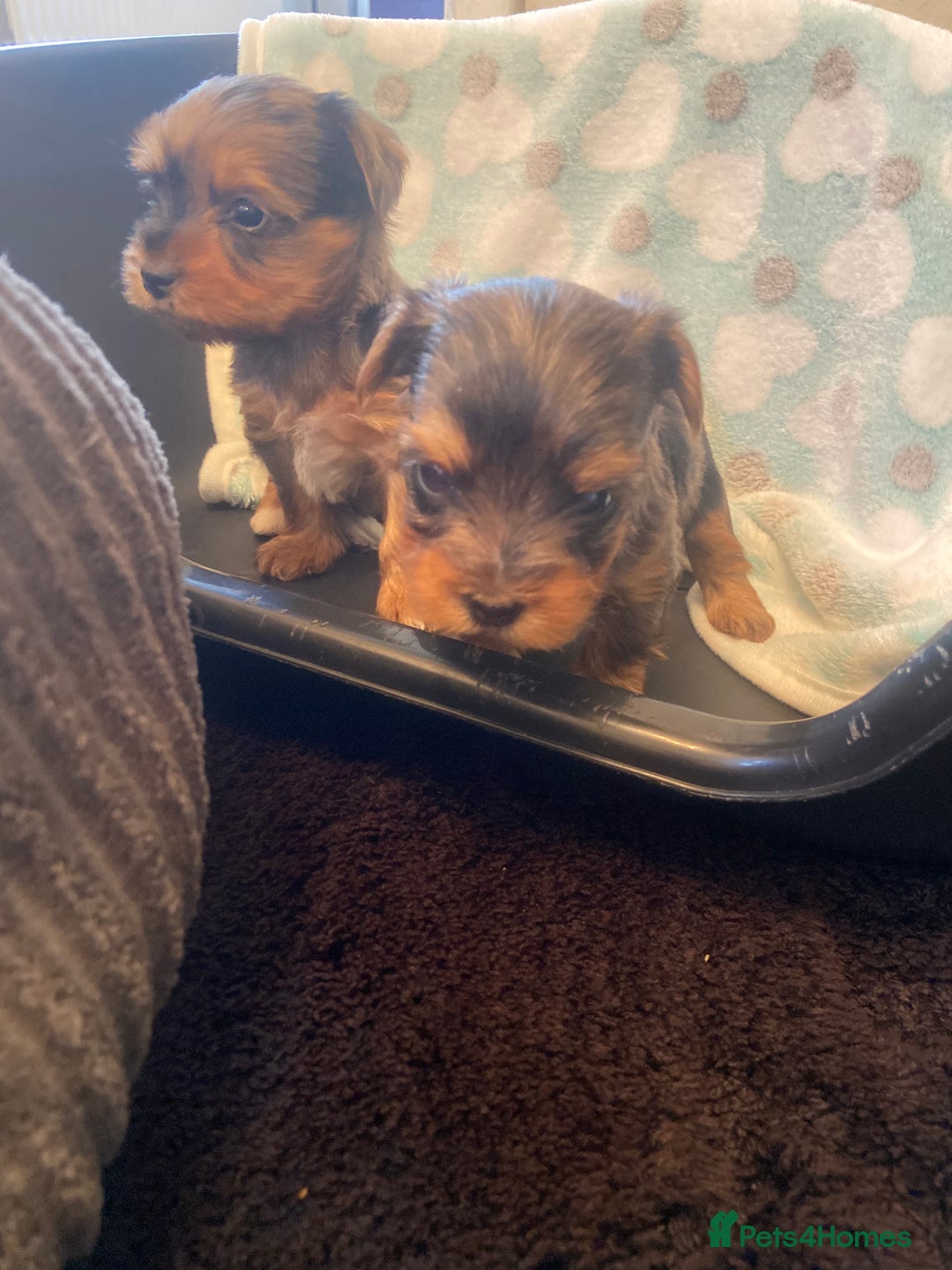 Yorkshire Terrier dogs for sale: Stunning rare coloured merle yokies. - Advert 5