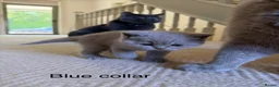 British Shorthair cats for sale: Britsh shorthair  - Advert 15