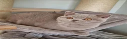 British Shorthair cats for sale: British Shorthair  in Newport - Advert 9