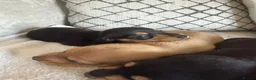 Dachshund dogs for sale: Cream dachshund puppies long hair  - Advert 9
