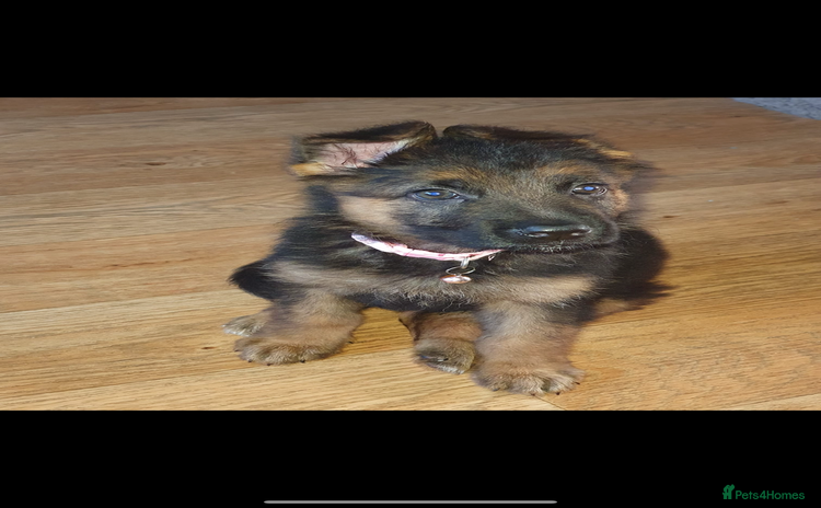 German Shepherd dogs - Advert 3